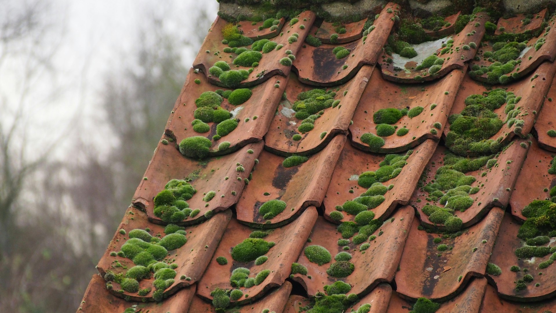 Tuiles rouges recouvertes de mousse verte